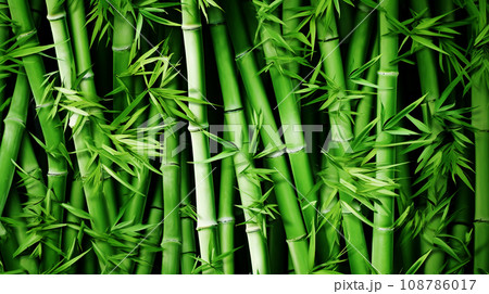 Green bamboo texture. Bamboo forest. Green grass in the sunshine. Bamboo tree leaf, plant stem. Green bamboo texture. Bamboo forest. Green grass in the sunshine. Bamboo tree leaf, plant stem. 108786017