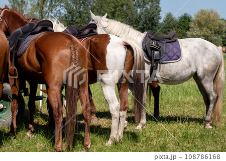Horseback. Rear View of Three horses Horseback. Rear View of Three horses 108786168
