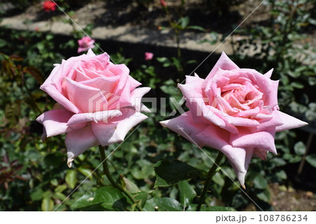 薔薇の花 薔薇の花 108786234