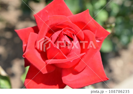 薔薇の花 薔薇の花 108786235