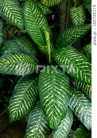 熱帯植物のディフェンバキアの美しい葉 熱帯植物のディフェンバキアの美しい葉 108786378