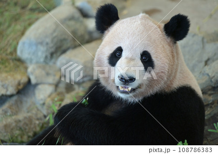 おいしそうに竹を食べる陽浜 108786383