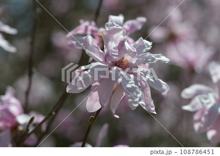 シデコブシ シデコブシ 108786451