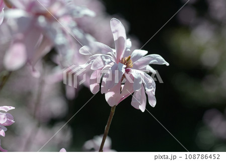 シデコブシ シデコブシ 108786452