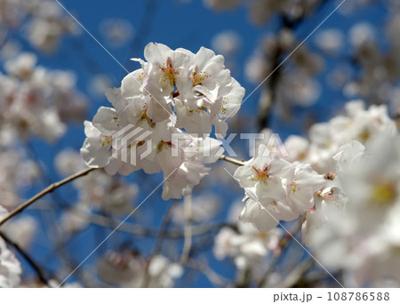 越の彼岸桜 108786588