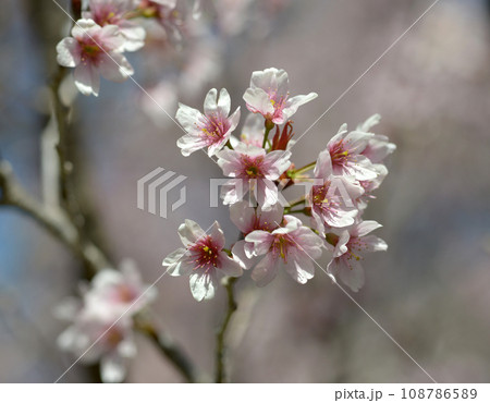 啓翁桜 啓翁桜 108786589