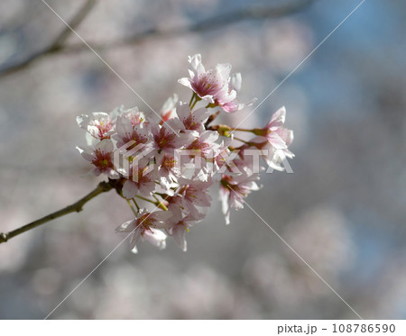 啓翁桜 啓翁桜 108786590