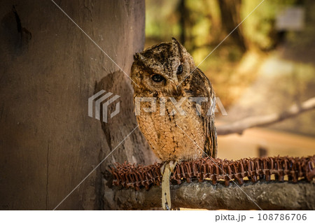 かわいいフクロウのイメージ 108786706