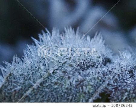 冬の朝の霜が降りた　綺麗な氷の結晶 108786842