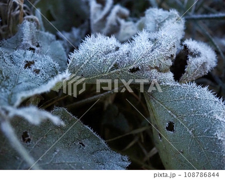 冬の朝の霜が降りた 綺麗な氷の結晶 冬の朝の霜が降りた 綺麗な氷の結晶 108786844