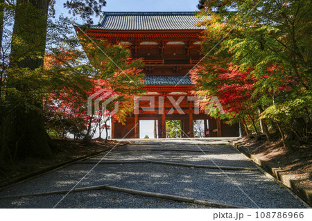 秋の高野山　東側から望む大門と紅葉したモミジ 108786966