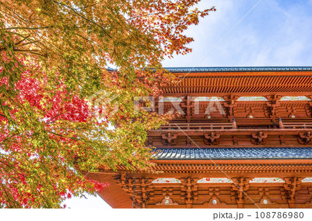 秋の高野山 大門東側の紅葉したモミジ 秋の高野山 大門東側の紅葉したモミジ 108786980