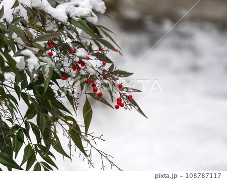 雪が積もった南天 雪が積もった南天 108787117