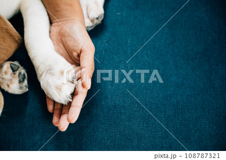 In a touching display of trust and friendship, a dog's paw is securely held by a woman's hand, emphasizing the unwavering connection and profound love shared between dogs and their human owners. In a touching display of trust and friendship, a dog's paw is securely held by a woman's hand, emphasizing the unwavering connection and profound love shared between dogs and their human owners. 108787321