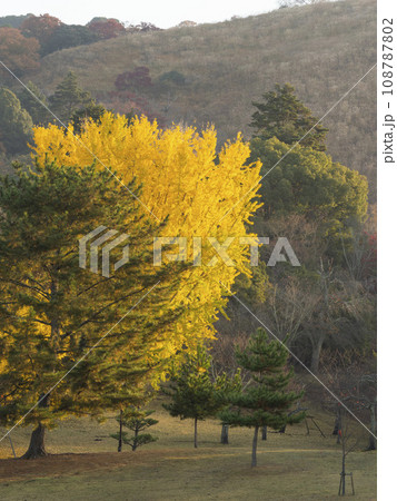 紅葉した奈良公園春日野園地の大銀杏 108787802