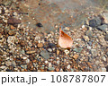水面に浮かぶ落ち葉 108787807