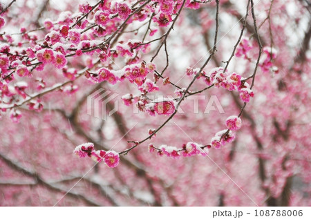新春、雪に埋もれる紅梅の花 新春、雪に埋もれる紅梅の花 108788006