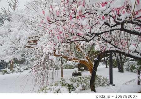 初春、雪に埋もれる紅梅の木々 初春、雪に埋もれる紅梅の木々 108788007