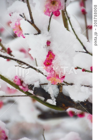 新春、雪に埋もれる紅梅の花 新春、雪に埋もれる紅梅の花 108788008