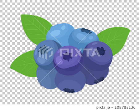 ブルーベリーのイラスト 108788136