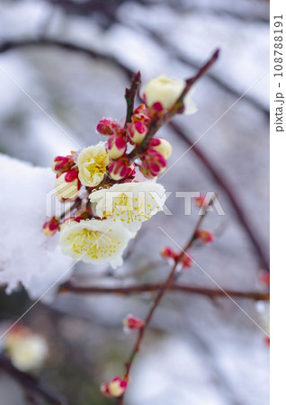 新春、雪を被る白梅の花 新春、雪を被る白梅の花 108788191