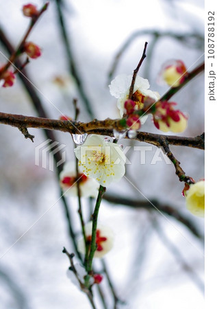 初春、雪を被る白梅の花 初春、雪を被る白梅の花 108788192