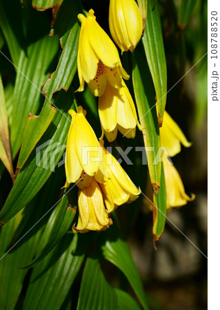 5382 ジョウロウホトトギス 5382 ジョウロウホトトギス 108788520