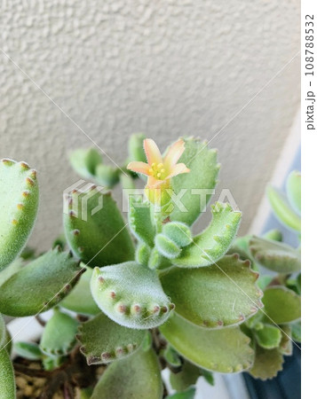 多肉植物の花 多肉植物の花 108788532