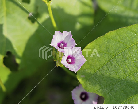 大和川河川敷に咲くマメアサガオ 大和川河川敷に咲くマメアサガオ 108789040