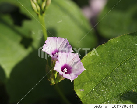 大和川河川敷に咲くマメアサガオ 大和川河川敷に咲くマメアサガオ 108789044