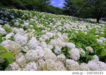 埼玉県幸手市内国府間 紫陽花の名所県営権現堂公園 白いあじさいアナベルの斜面 埼玉県幸手市内国府間 紫陽花の名所県営権現堂公園 白いあじさいアナベルの斜面 108789183