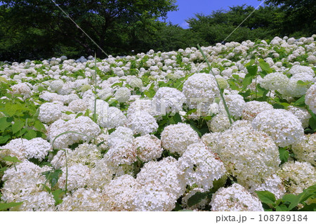 埼玉県幸手市内国府間 紫陽花の名所県営権現堂公園 白いあじさいアナベルの斜面 埼玉県幸手市内国府間 紫陽花の名所県営権現堂公園 白いあじさいアナベルの斜面 108789184