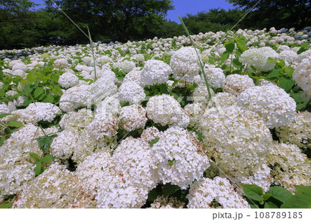 埼玉県幸手市内国府間　紫陽花の名所県営権現堂公園　白いあじさいアナベルの斜面 108789185