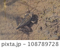 水中のトノサマガエル 尻尾が残る幼体 水中のトノサマガエル 尻尾が残る幼体 108789728