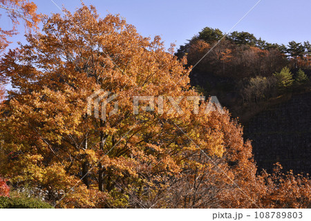 午後の日差しに映える紅葉 午後の日差しに映える紅葉 108789803
