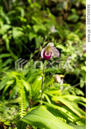 熱帯植物の珍しいフラグミペディウム・シュリミーの花  108789898