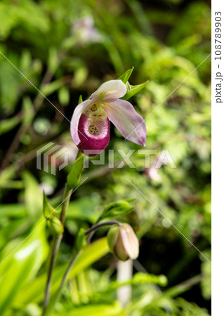 熱帯植物の珍しいフラグミペディウム・シュリミーの花  108789903