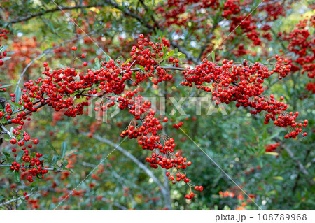 秋のトキワサンザシの赤い実 108789968
