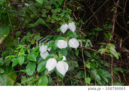 Mussaenda raiateensis, also known as Pacific mussaenda or Pacific flag-tree Mussaenda raiateensis, also known as Pacific mussaenda or Pacific flag-tree 108790065