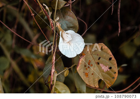 White Clitoria ternatea, commonly known as Asian pigeonwings White Clitoria ternatea, commonly known as Asian pigeonwings 108790073