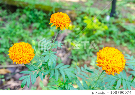 Marigold plant with flowers 108790074