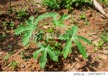 Okra plant with buds and okra 108790077