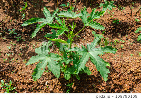 Okra plant with buds and okra 108790109