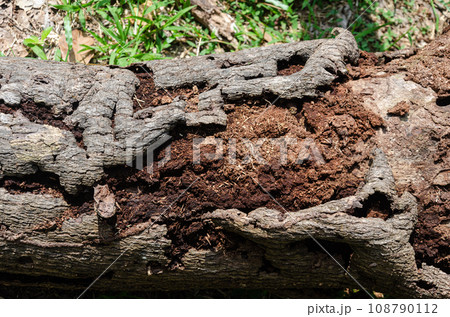 Decaying wooden log of a tree trunk 108790112
