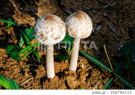 Chlorophyllum molybdites mushrooms Chlorophyllum molybdites mushrooms 108790113