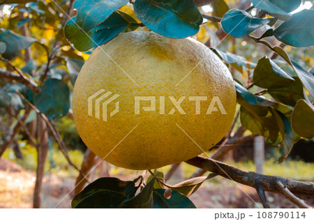Pomelo fruit on the plant 108790114