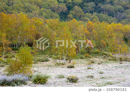 秋の志賀高原の早朝の霜の風景 108790181