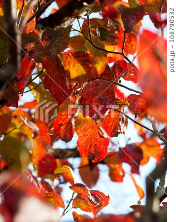 色付いたハナミズキの葉っぱ（秋の日差しを浴びた花水木） 108790532