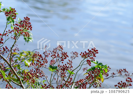 信濃川・やすらぎ堤の野薔薇の実 信濃川・やすらぎ堤の野薔薇の実 108790625