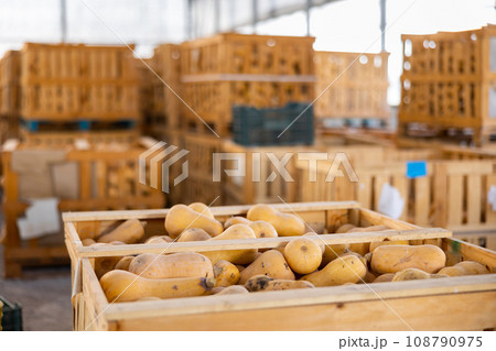 Wooden crates with pumpkins at warehouse 108790975